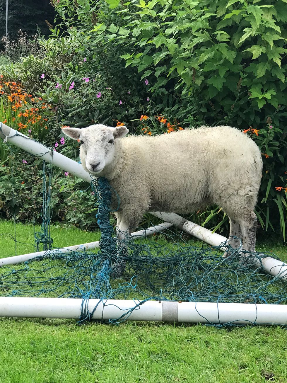 RSPCA rescue Lancashire dog from goal net (RSPCA/PA)