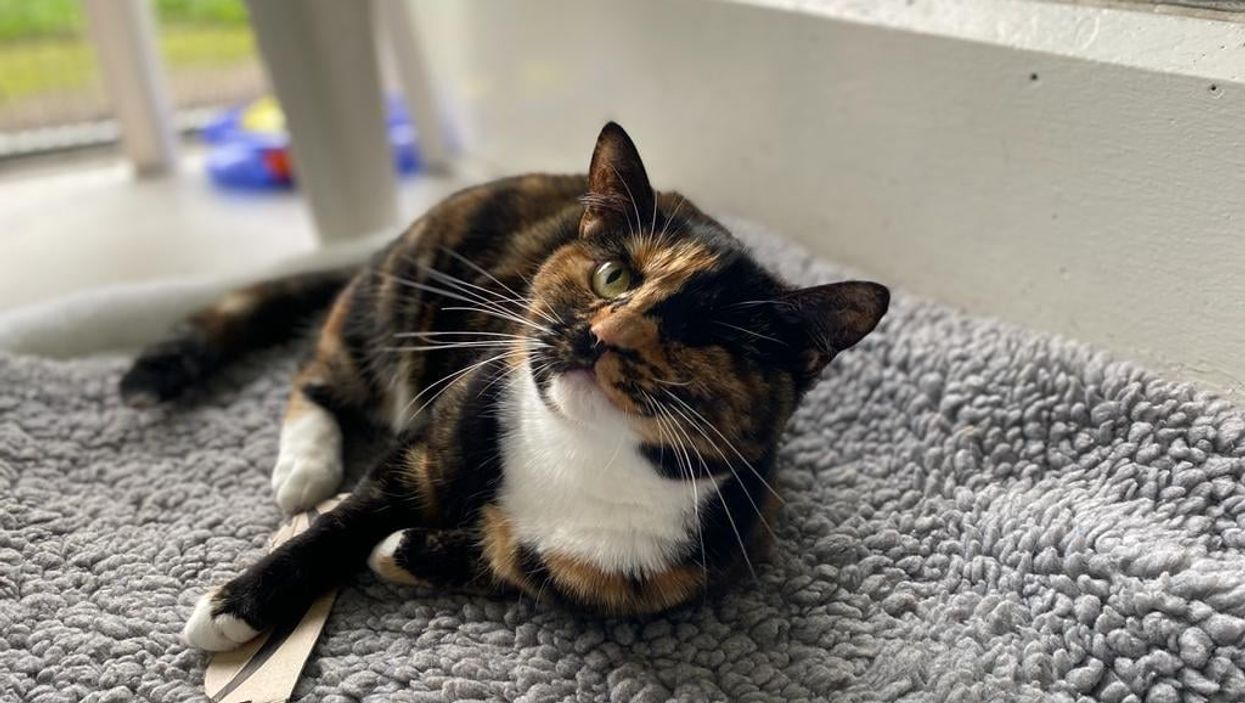 (RSPCA)