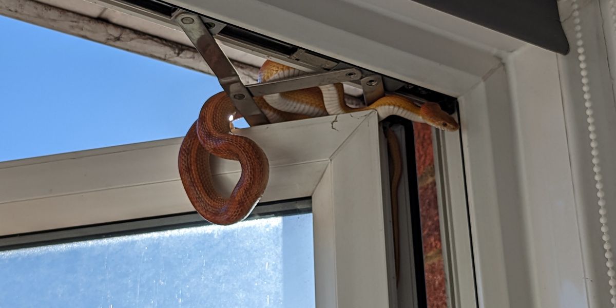 Woman Wakes To Find Three foot Snake Attempting To Slither Into Home woman-wakes-to-find-three-foot-snake-attempting-to-slither-into-home