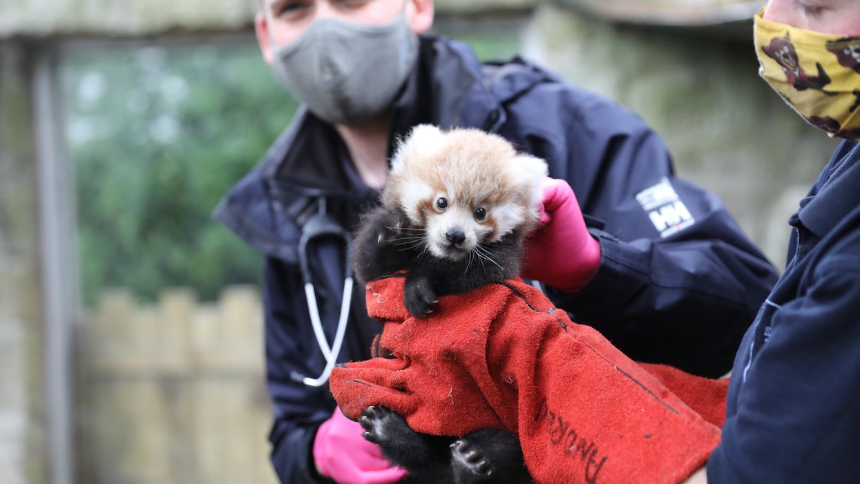 Ruby the red panda was born at Edinburgh Zoo in July (RZSS/PA)