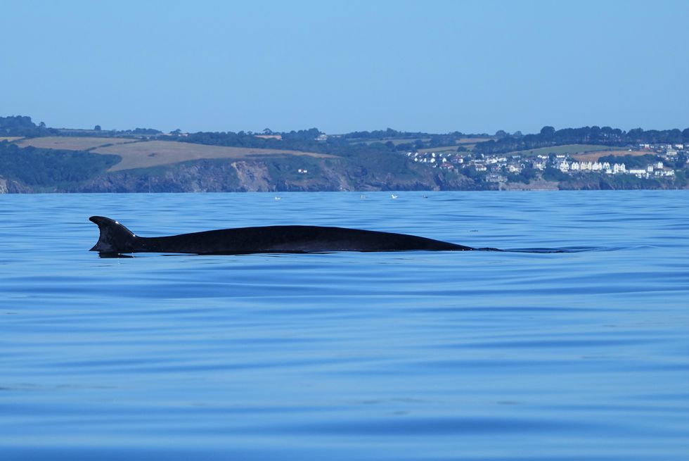 Cornwall kayaker captures ‘thrilling’ footage of close encounter with 30ft whale