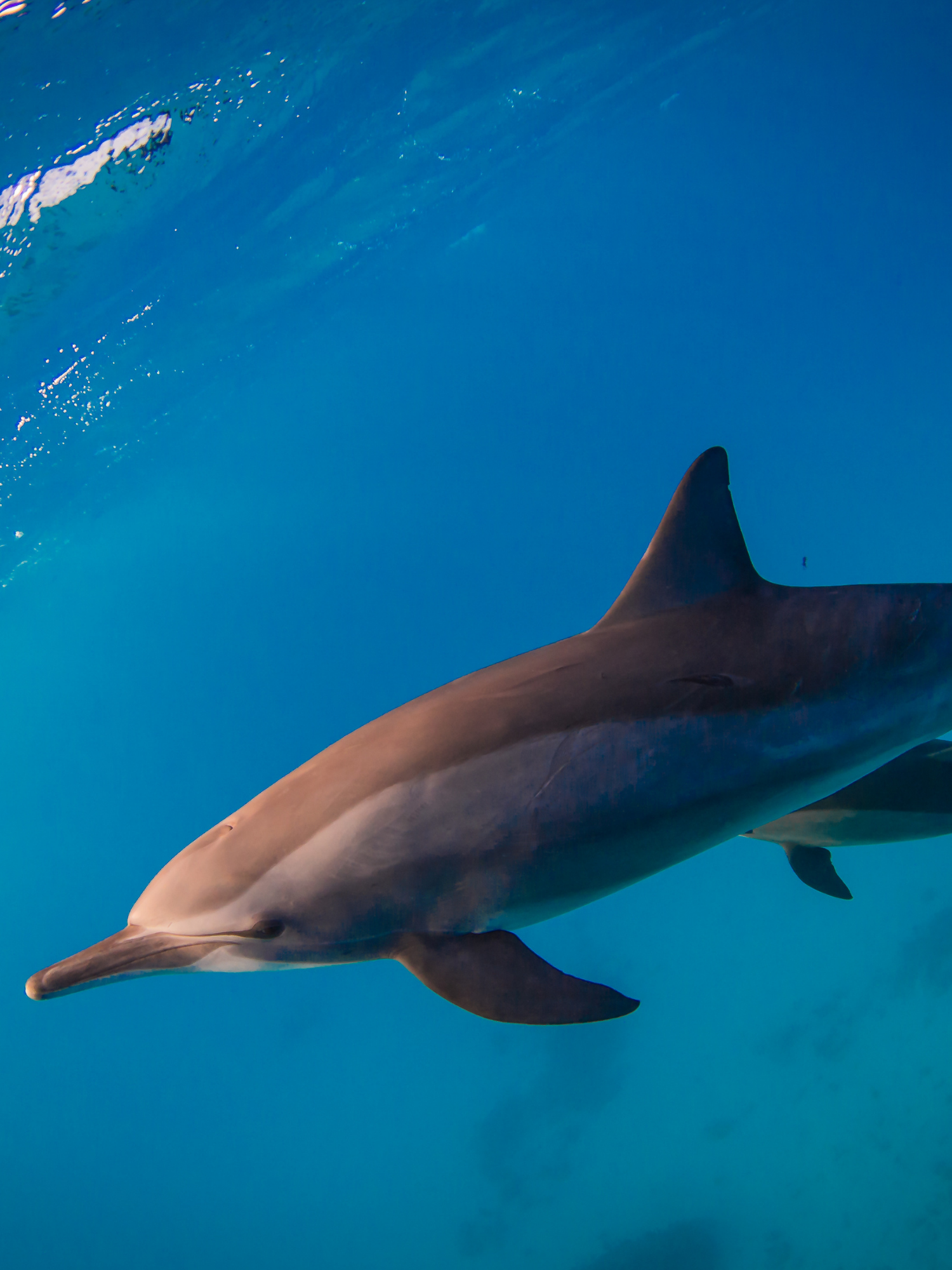Russians 'using army of trained dolphins' to protect naval bases