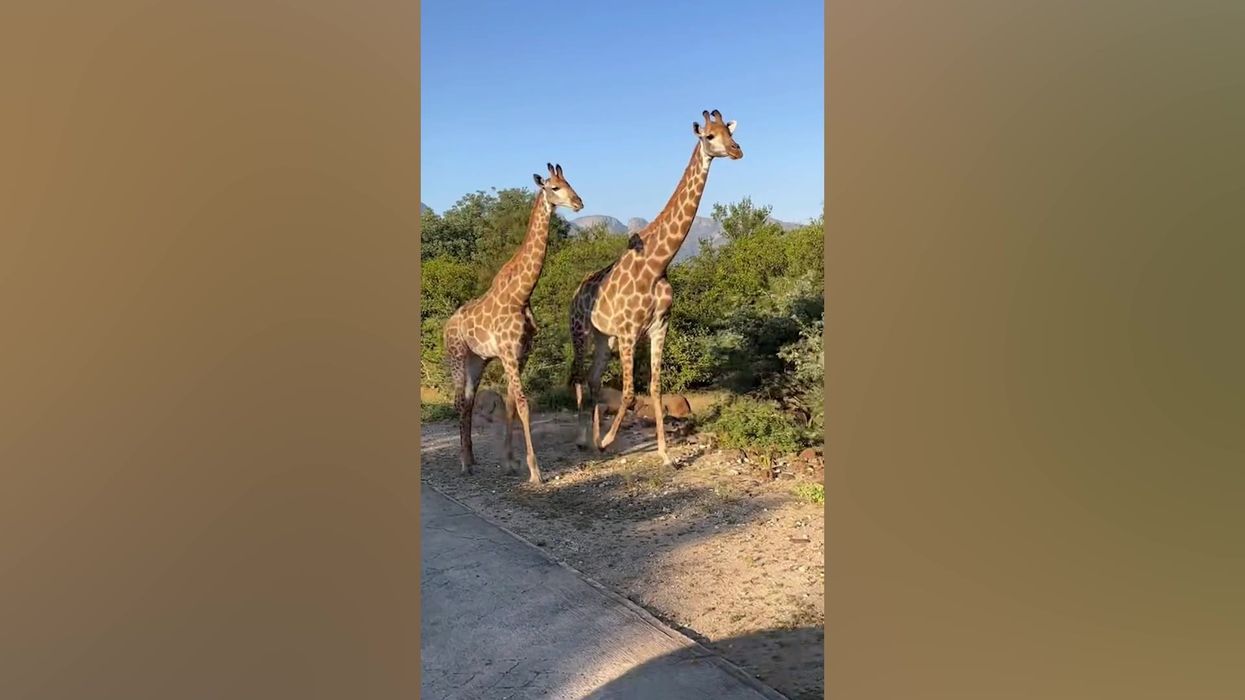 African safari animals walk perfectly to the beat of Toto's 'Africa'