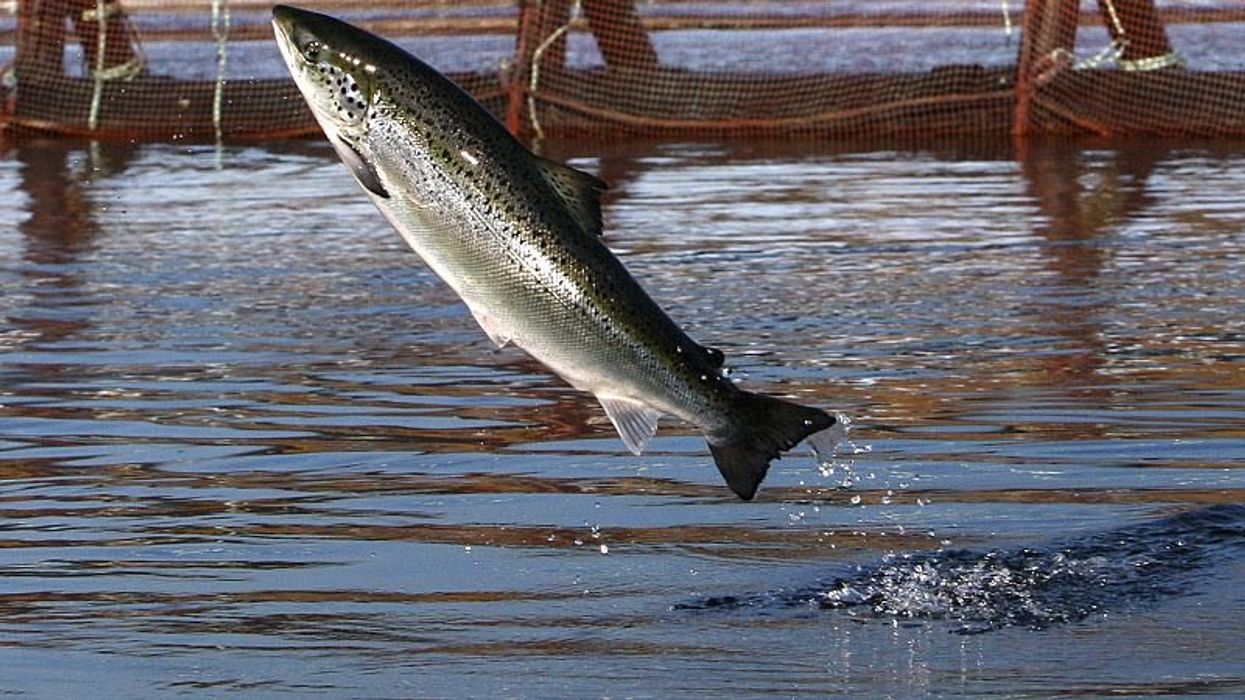 People are turning to salmon to spice up their sex lives