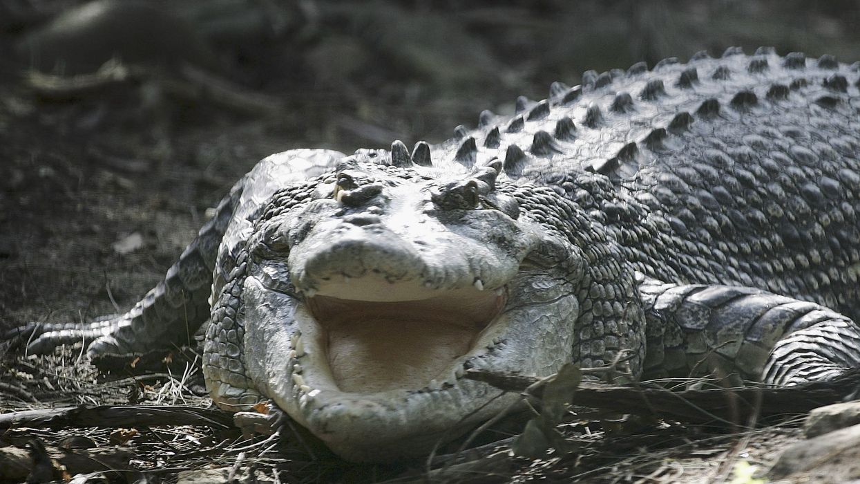 Crocodile sex frenzy triggered by Chinook helicopters and thunder