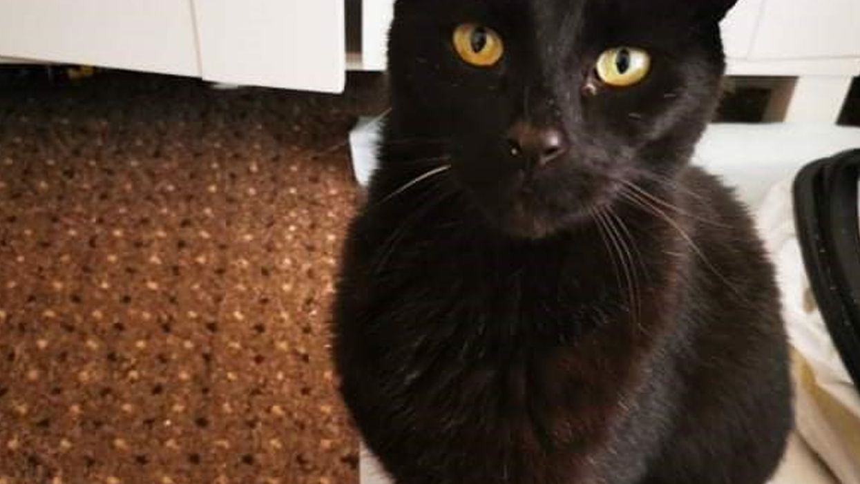 Sam, a nine-year-old black cat, went missing in 2014 (Cats Protection/PA)