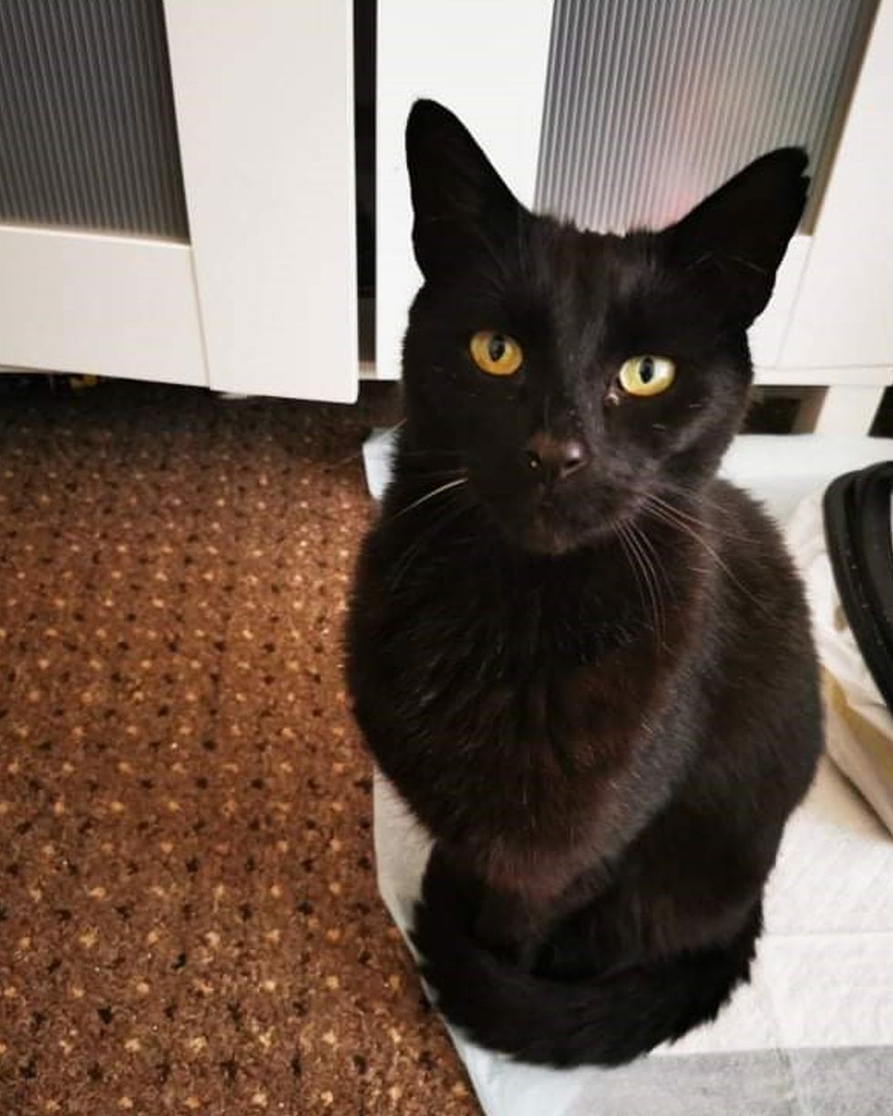 Sam, a nine-year-old black cat, went missing in 2014 (Cats Protection/PA)