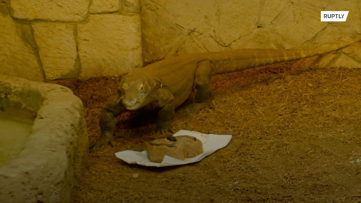 Zoo invites you to name a cockroach after your ex for Valentine’s Day