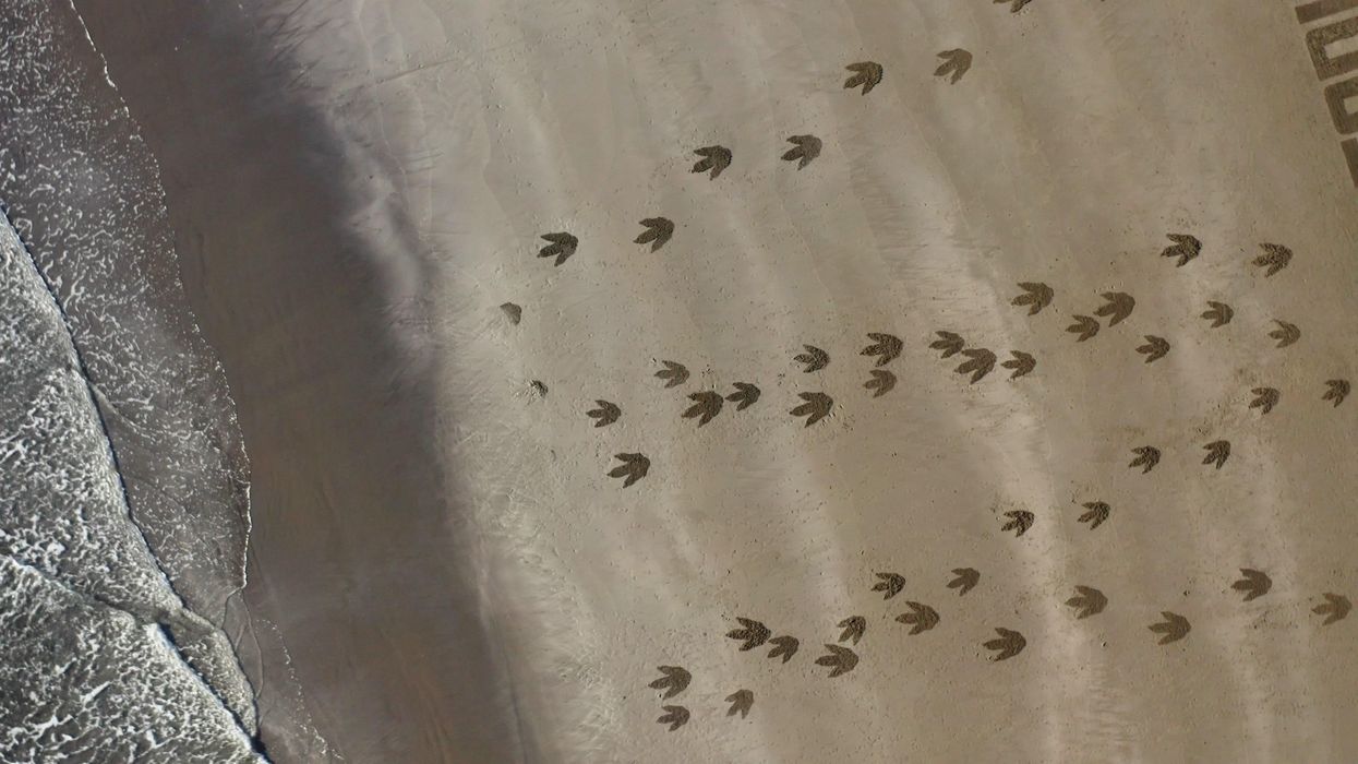 Jaw-dropping new Attenborough documentary makes Jurassic Park real