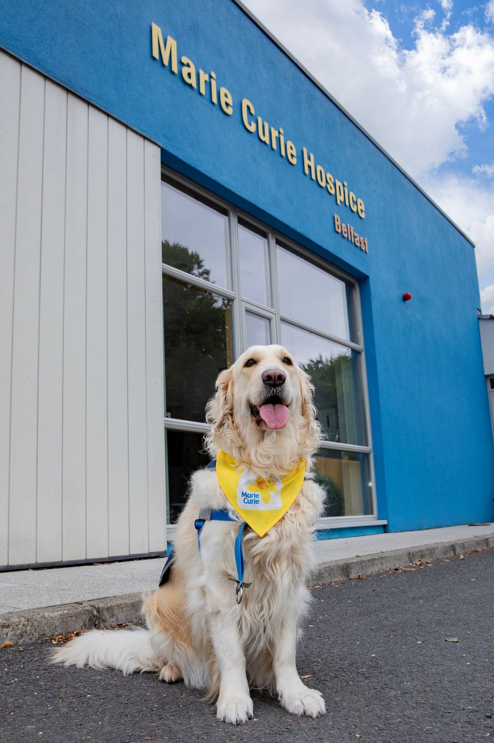 Sandi brings comfort to patients and staff at Marie Curie\u2019s Belfast hospice. (Phil Smyth/Marie Curie handout)