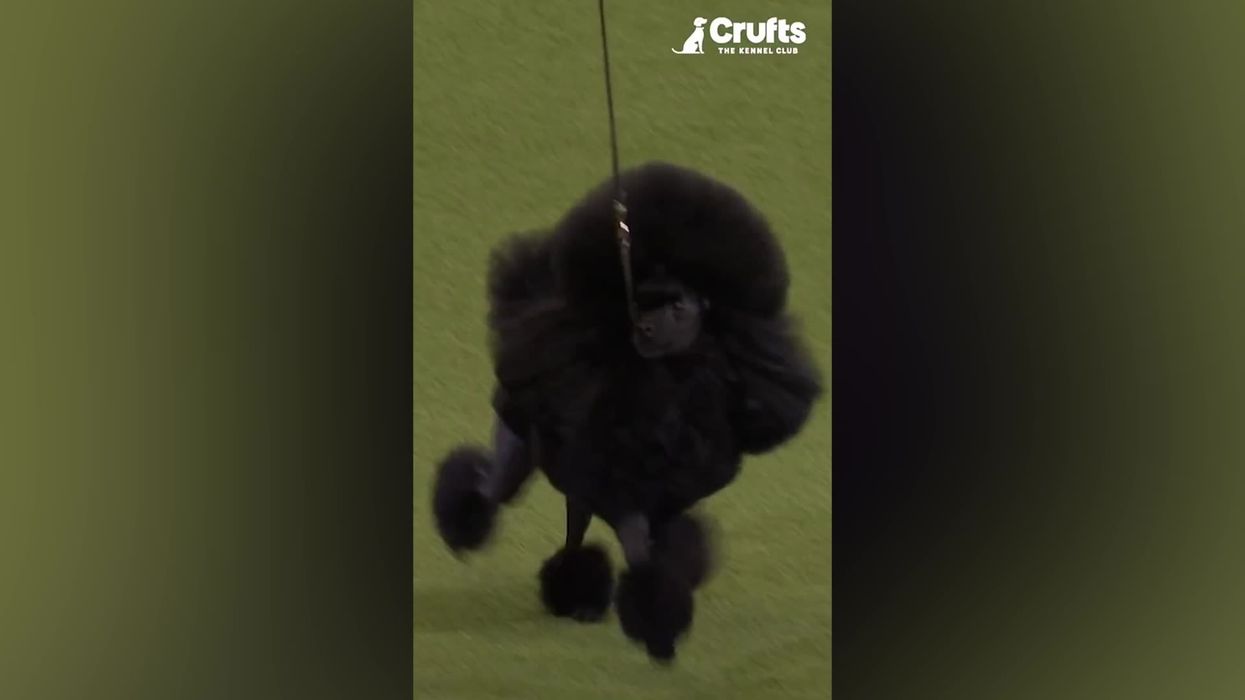 This toy poodle might be the sassiest dog Crufts has ever seen