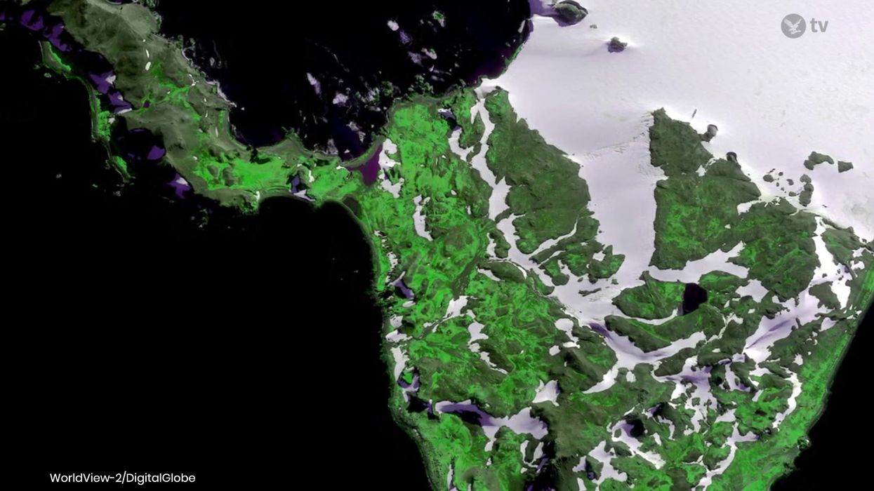 Antarctic Peninsula is worryingly greener than it's ever been before