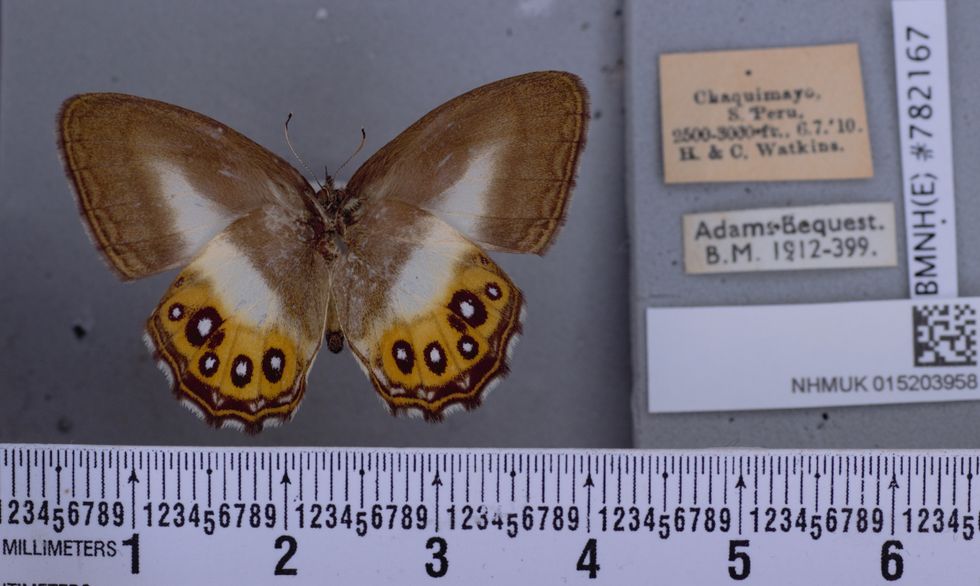 Butterflies named after Lord Of The Rings villain Sauron