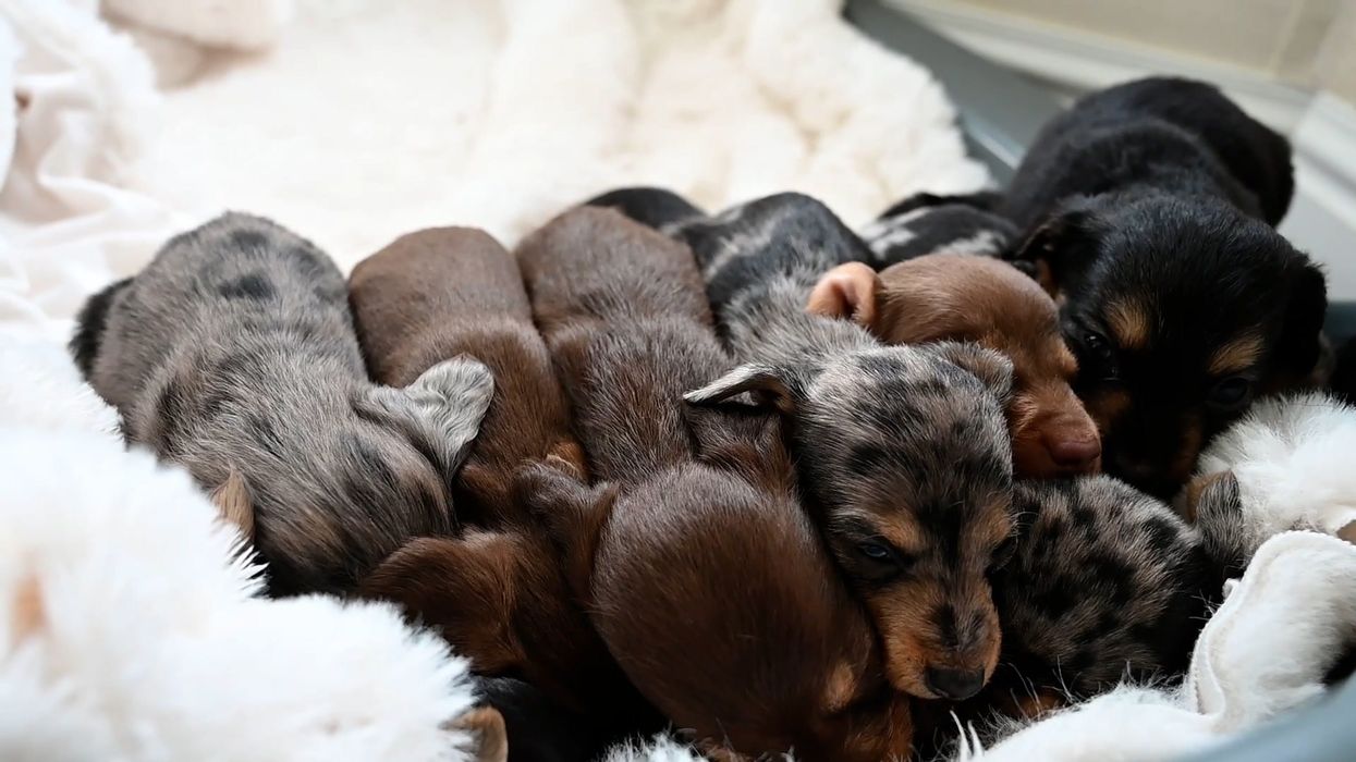 Adorable sausage dog gives birth to 'world record' number of puppies