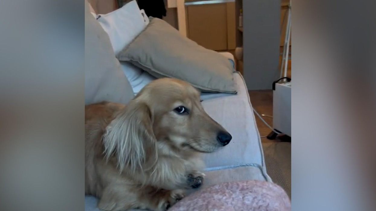 Sausage dog reacts to research proving 'pets judge us' is gold