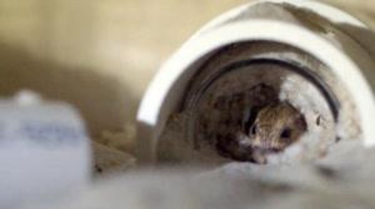 Vegan fined for not dealing with mice problem as it went against her beliefs