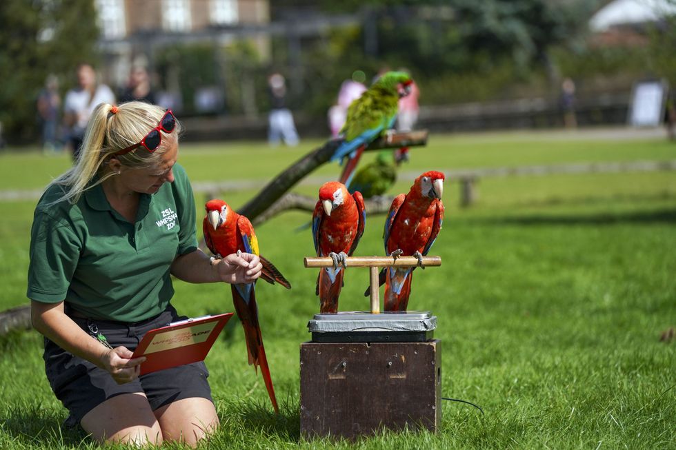Scarlet macaws assemble with keeper Liz Brown (Steve Parsons/PA)