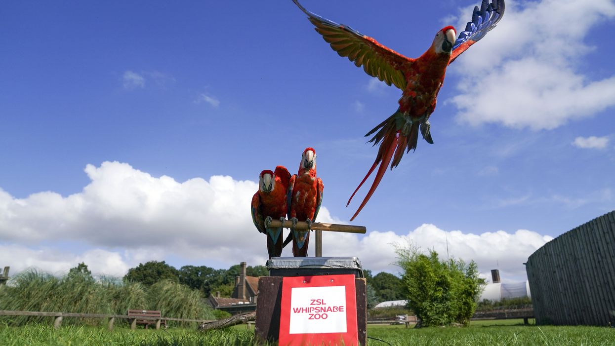 Scarlet macaws during the annual weigh-in at the Bedfordshire attraction (Steve Parsons/PA)