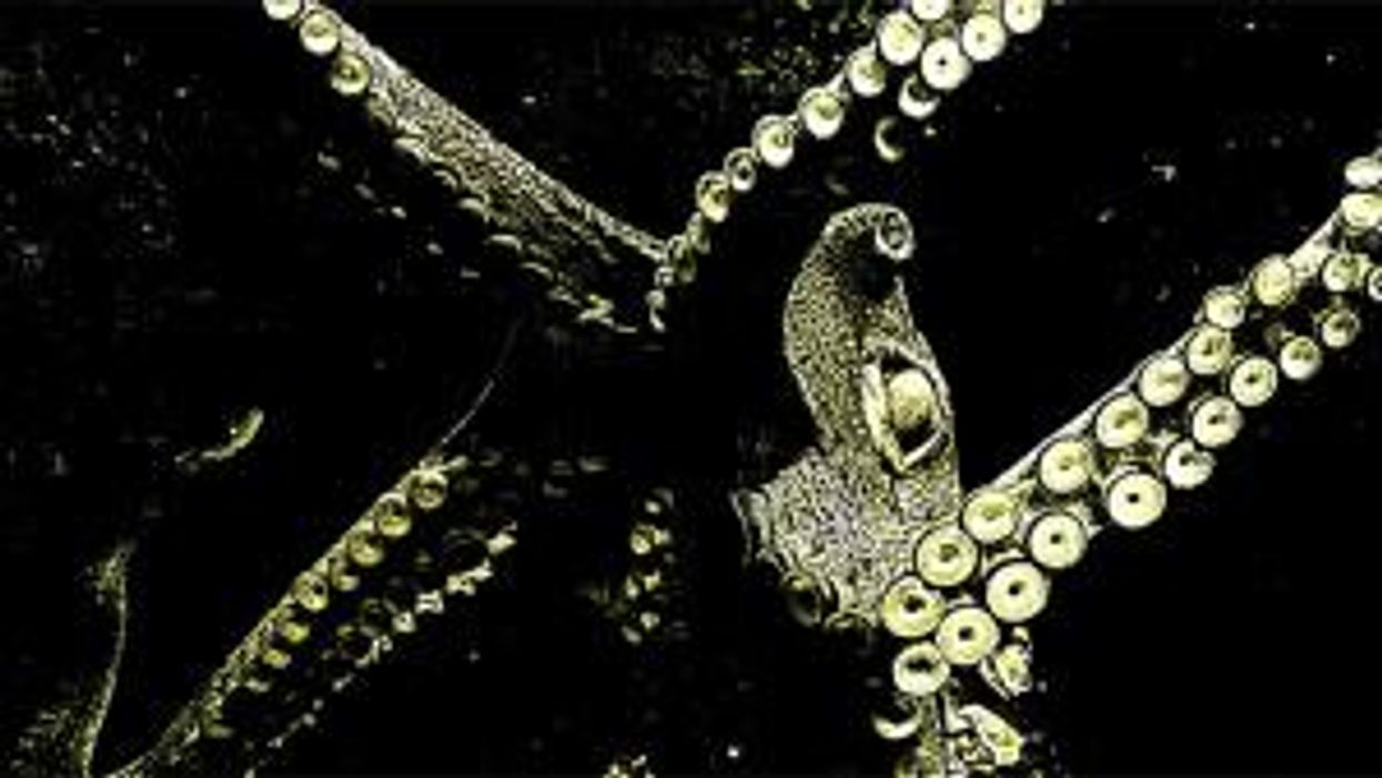 Woman picks up tiny cute octopus without realising it's one of world's deadliest creatures