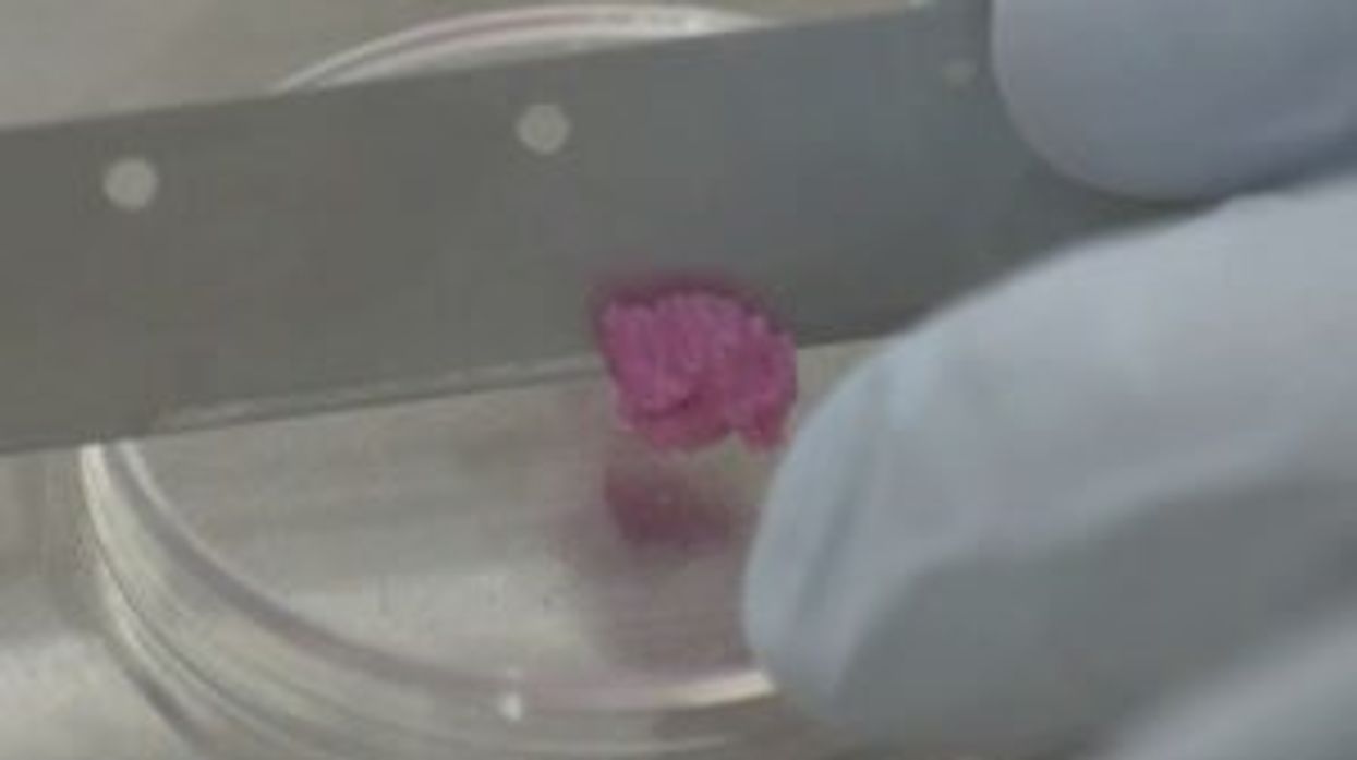 Scientists have managed to grow testicles in a lab