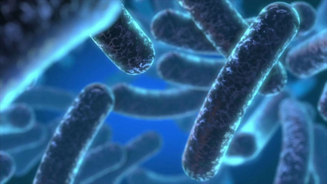 Scientists discover that bacteria has 'memories' that pass on to future generations