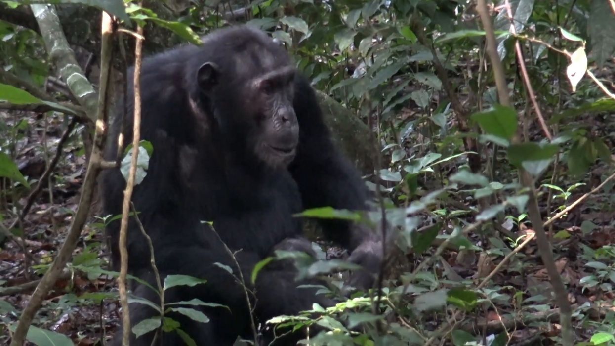 Chimpanzees have been filmed caring for each other in this unexpected way
