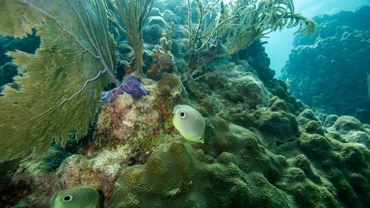 Scientists discover Earth's oceans are close to being 'too acidic' to support life
