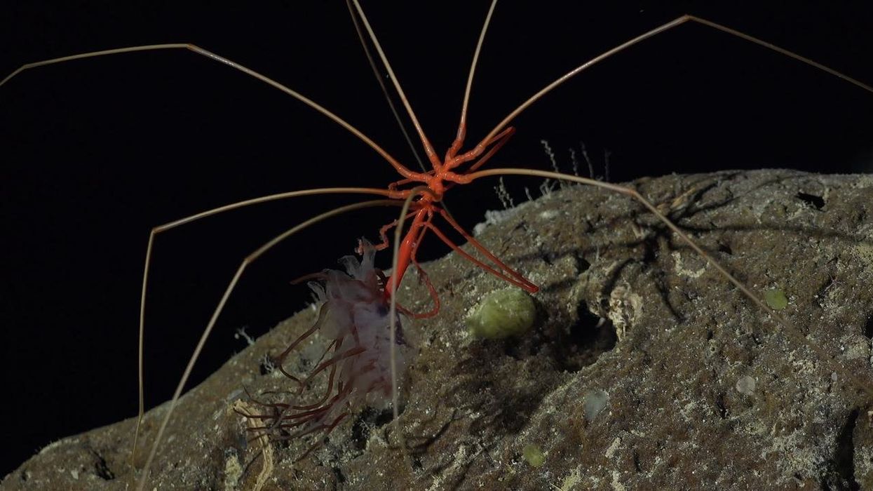 Giant underwater mountain and 100 new species discovered in 'mind-blowing' expedition
