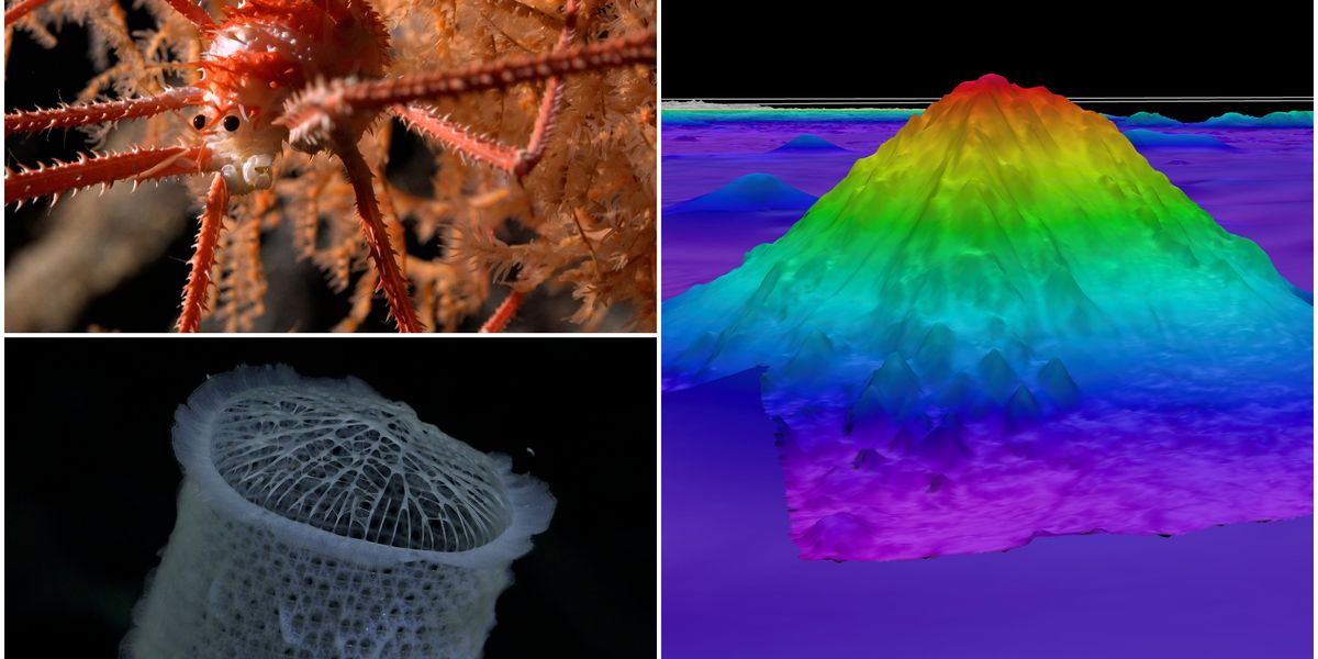 Una montaña submarina gigante y 100 nuevas especies descubiertas en una expedición a aguas profundas Una montaña submarina gigante y 100 nuevas especies descubiertas en una expedición a aguas profundas