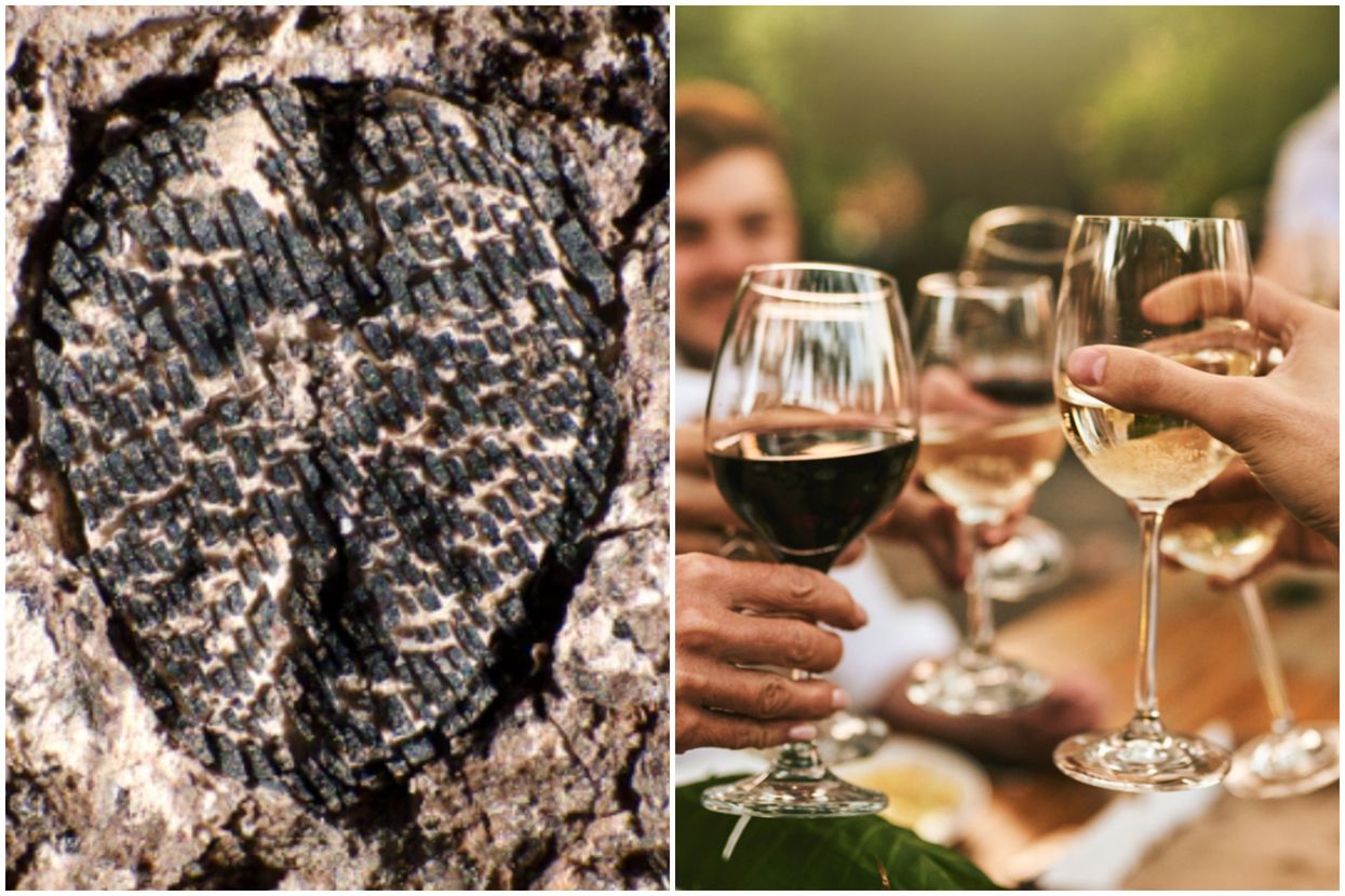 We can thank the death of the dinosaurs for the birth of wine