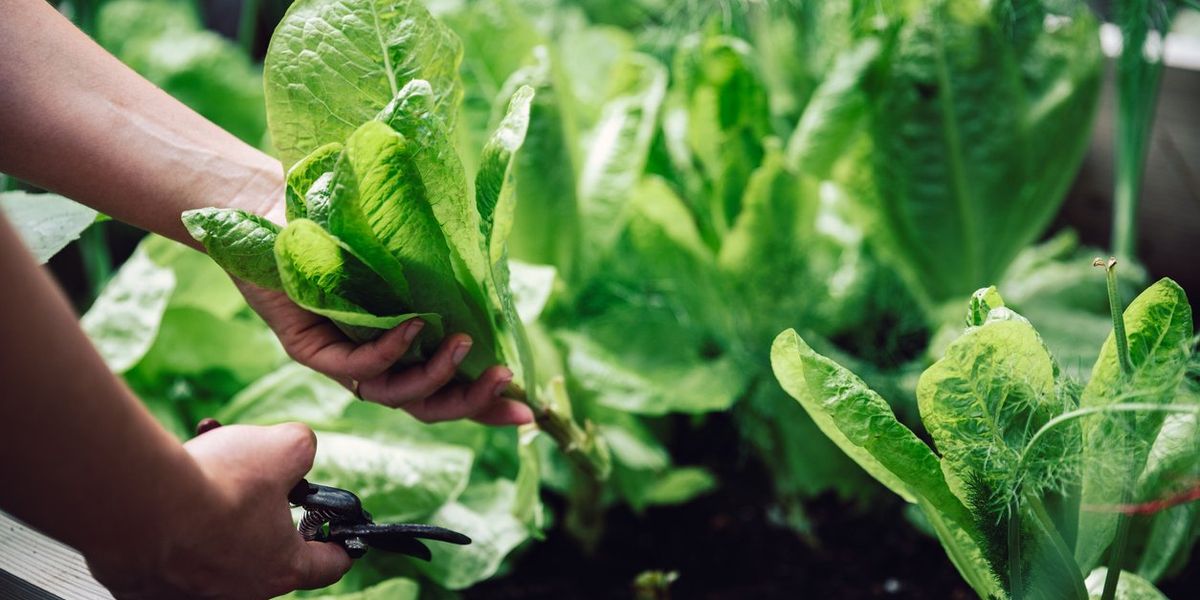 Um novo estudo descobriu que as plantas “gritam” ao serem colhidas