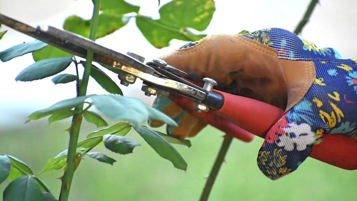 Plants 'scream' while they're being harvested, study finds