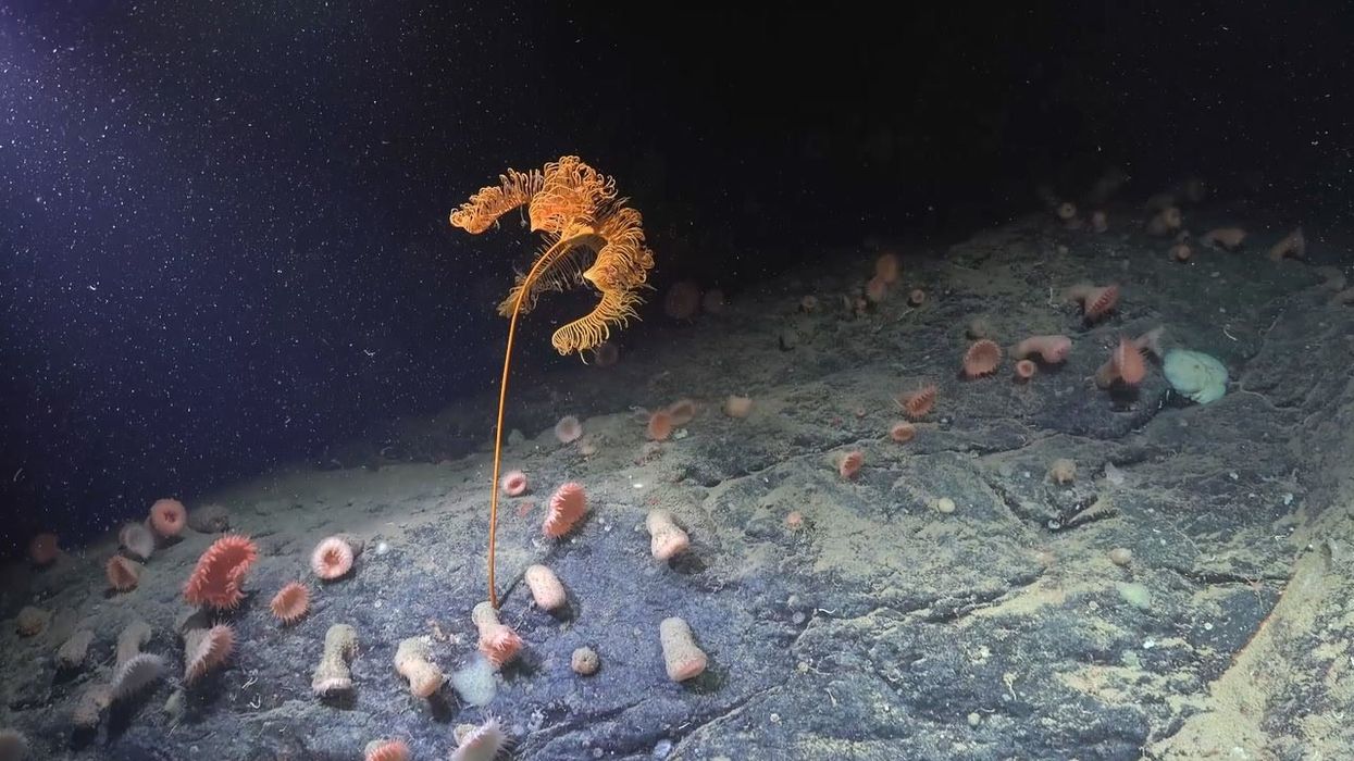'Thriving ecosystem' of creatures found in a previously unseen seafloor