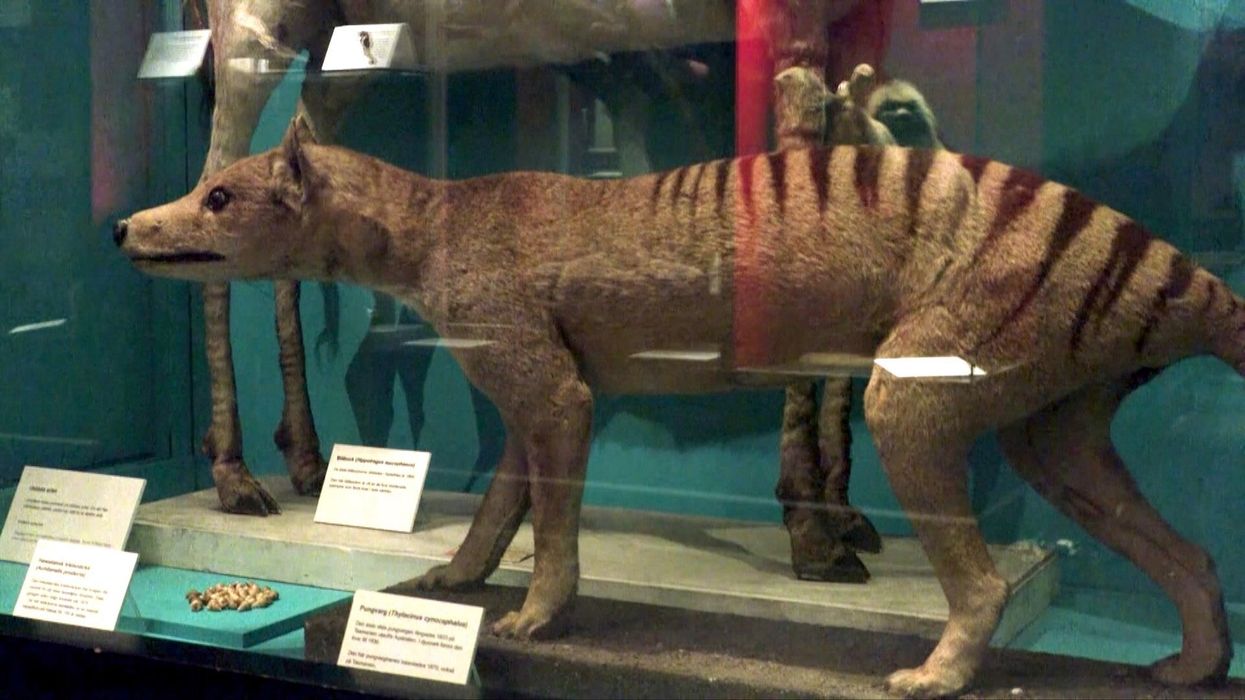 Scientists may have just reproduced the first thing that ever lived on Earth