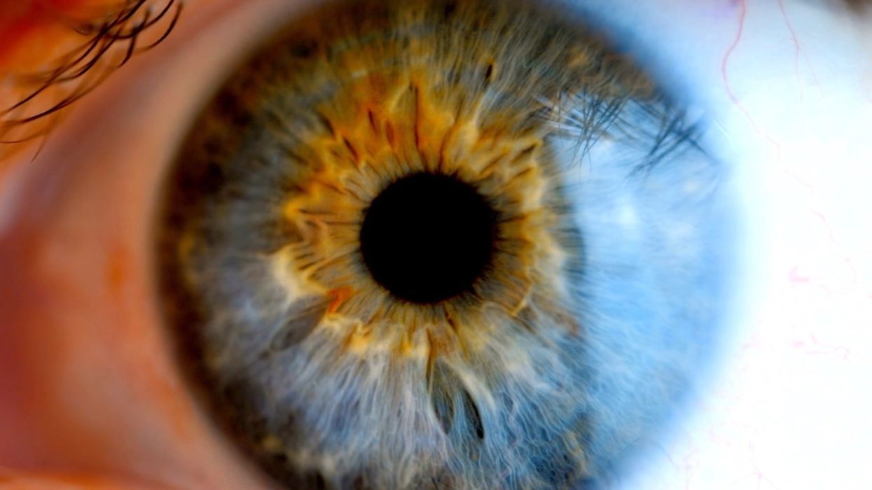 Scientists have discovered that human eyesight evolved from bacteria