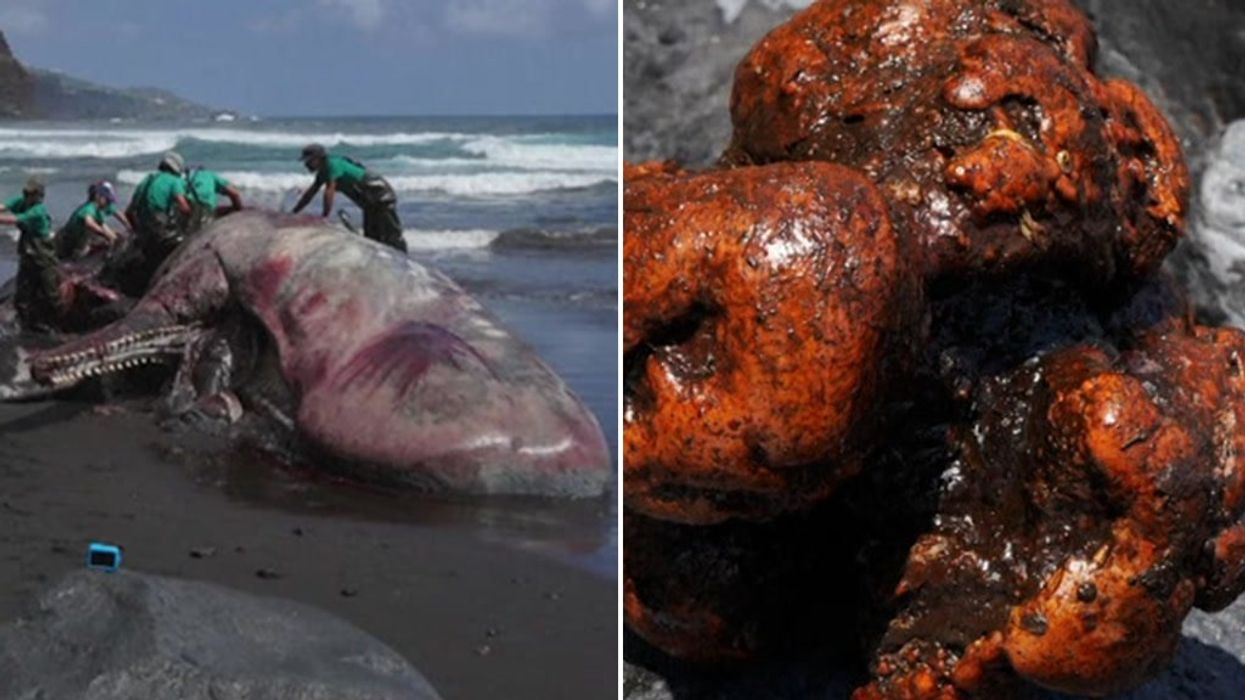 Scientists discover rare amount of 'floating gold' inside giant whale carcass