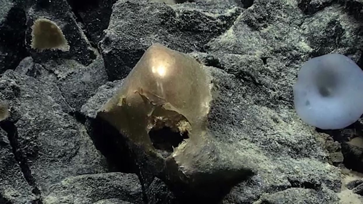 Scientists find mysterious glittering gold egg at bottom of ocean