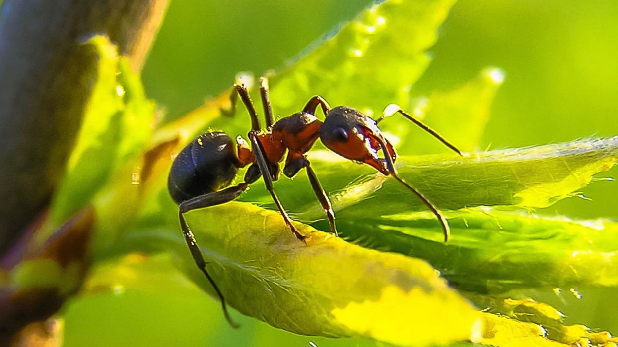 One of the biggest 'cities' ever on Earth was not built by humans