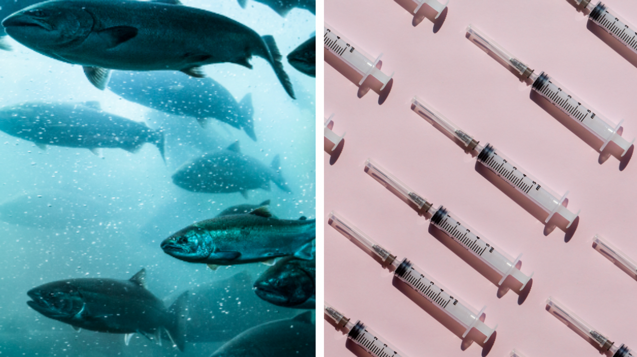 PETA urges people to stop using salmon sperm as latest beauty tweakment
