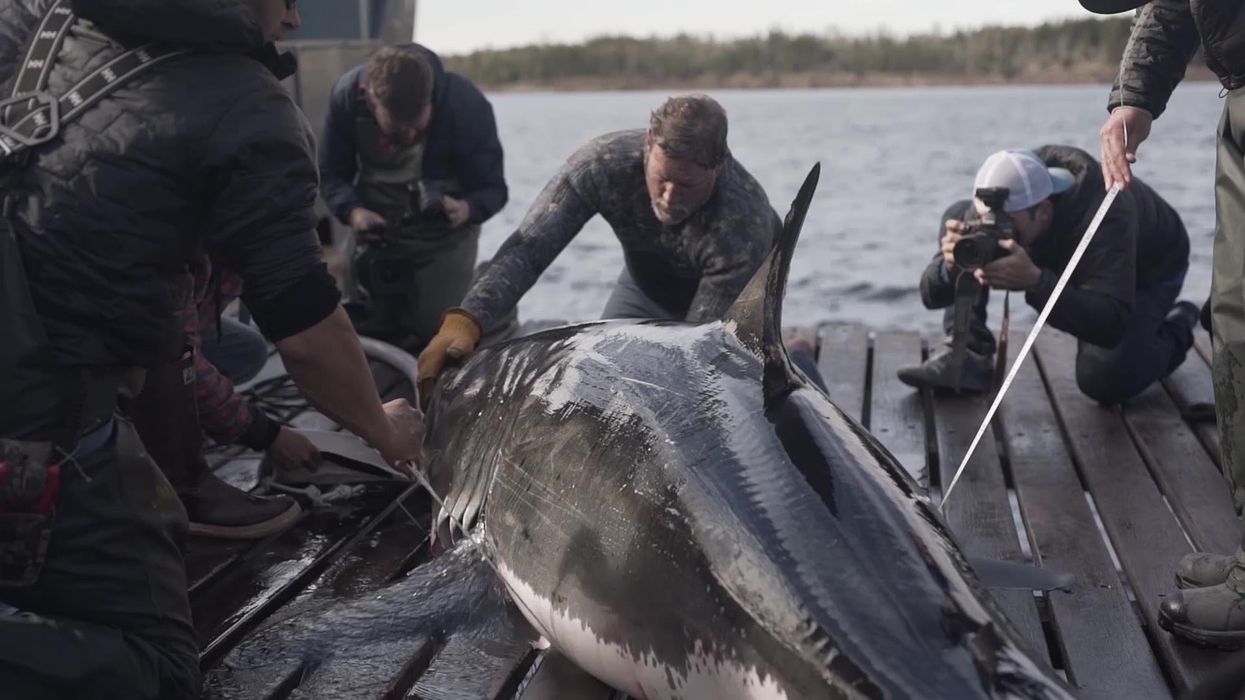 Scientists solve mystery of Megalodon shark extinction millions of years ago