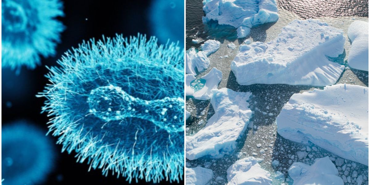 Scientists warn trapped Arctic 'zombie viruses' have pandemic potential ...
