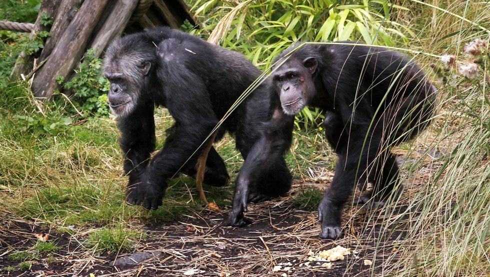 Apes like to playfully tease each other, scientists find