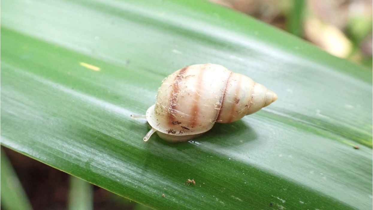 Is snail slime the secret to supple skin? The science behind snail mucin's skincare benefits