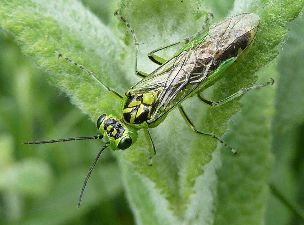 ‘Remarkable’ insect discovery could benefit modern surgery, say scientists