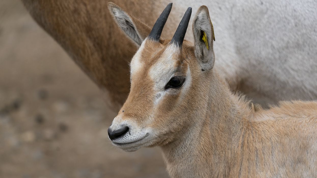 Scimitar-horned oryx calf Freya