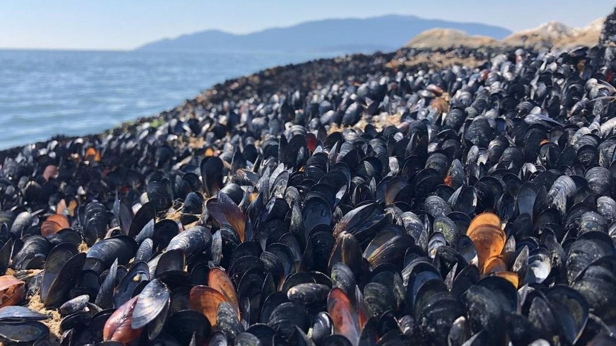 <p>Scorching temperatures result in a marine massacre</p>