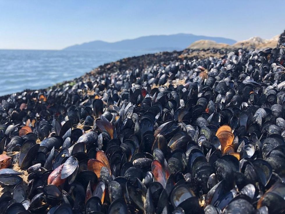 <p>Scorching temperatures result in a marine massacre</p>