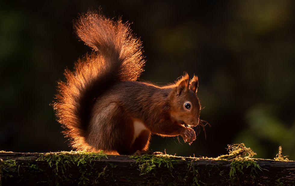 Scots urged to help ‘iconic’ species by being squirrel spotters