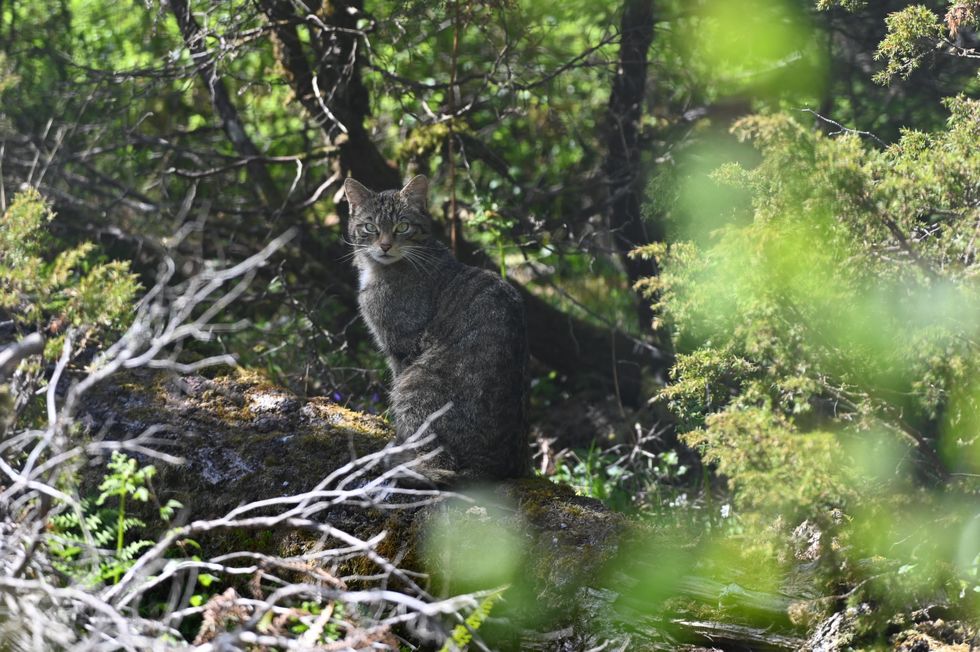 Scottish wildcat sitting in a forest
