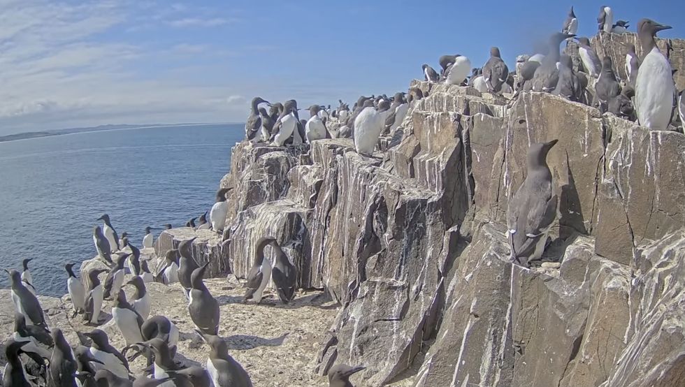 Screenshot of the guillemots from the live camera feed showing the birds roosting on jagged cliffs